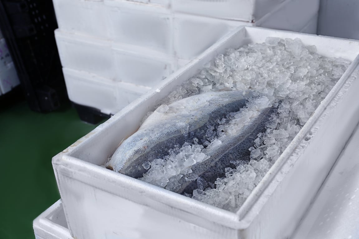 Box with Fresh Salmon and Ice in Refrigerated Room